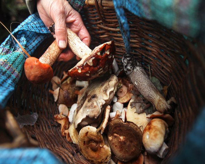 Отравление грибами, народные советы